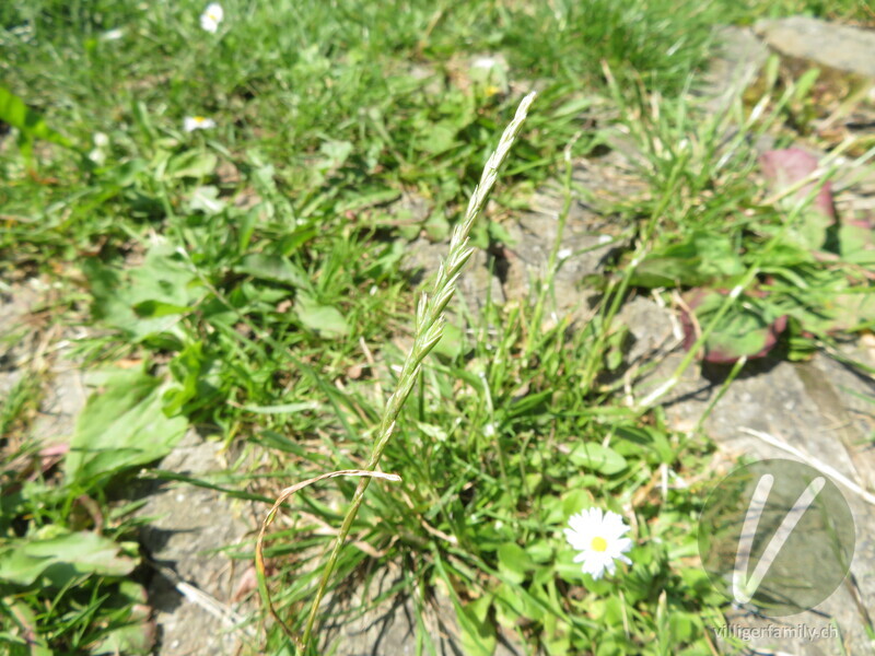 Englisches Raygras: Übersicht